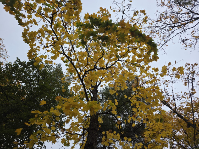 FOTO: Kā no pastkartes! Ogres centrs ietērpies zelta rudens nokrāsās