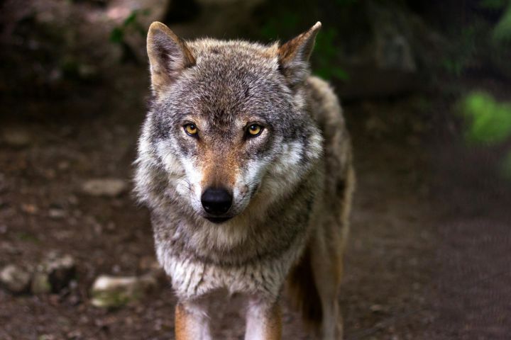 Agrā rīta stundā Ogres Zilajos kalnos redzēts vilks