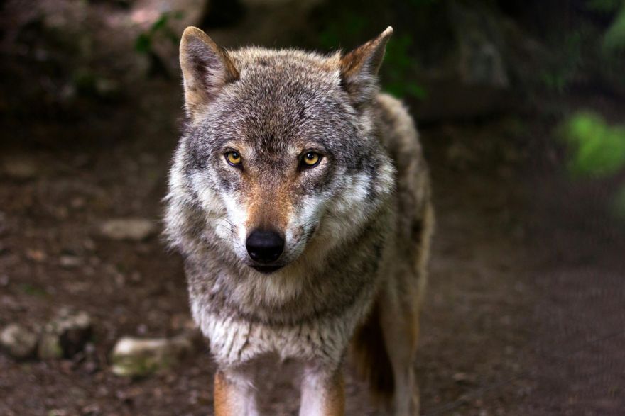 Agrā rīta stundā Ogres Zilajos kalnos redzēts vilks