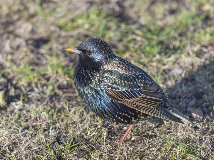 "Latvijas pasts" piektdien izdos pastmarku ar mājas strazdu