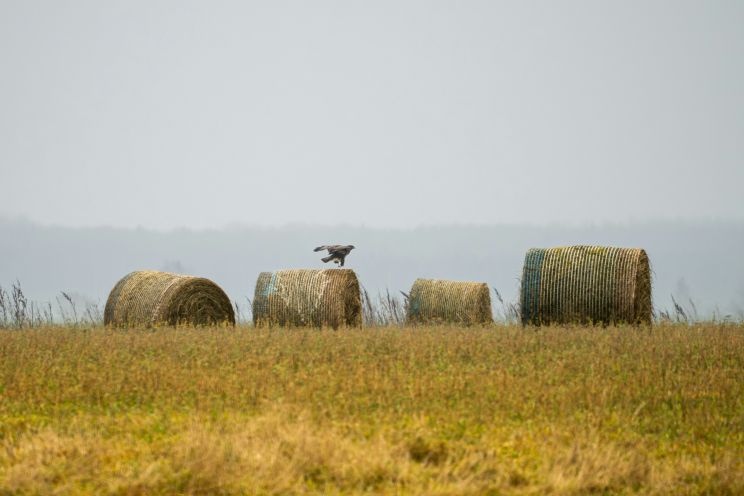 Attēls rakstam: Pie kaimiņiem siena pļavā atrastas drona atlūzas ar pieciem kilogramiem sprāgstvielu