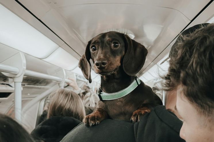 Attēls rakstam: Ogrē suns bez saimnieka vizinās vilcienā