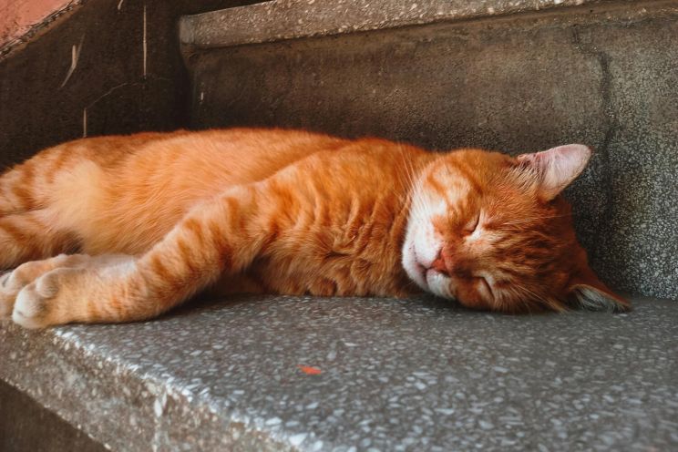 Attēls rakstam: Ogrē alkohola reibumā guļ kāpņutelpā