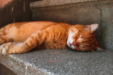 Attēls rakstam: Ogrē alkohola reibumā guļ kāpņutelpā