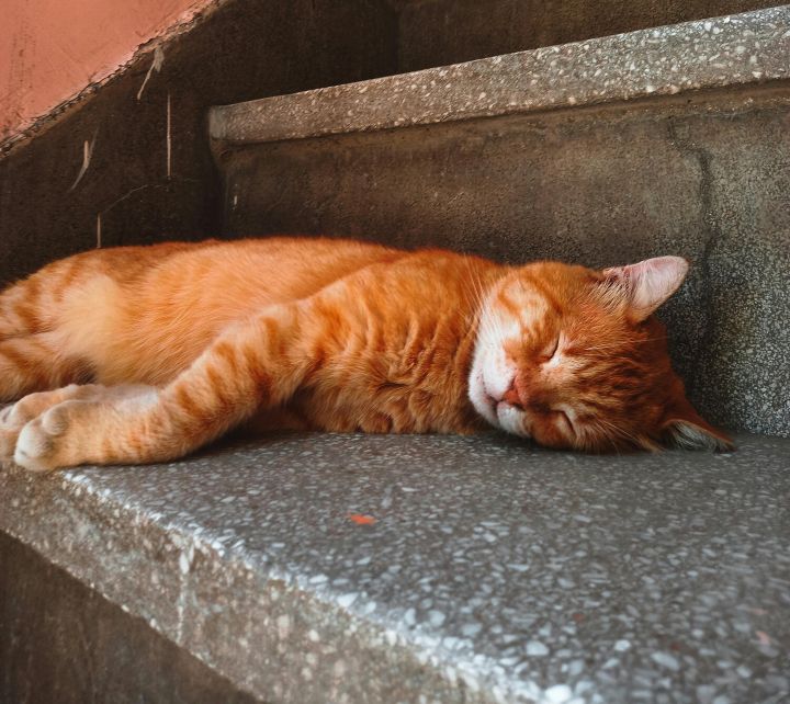 Ogrē alkohola reibumā guļ kāpņutelpā
