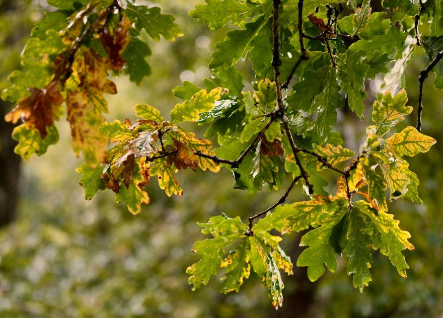 Trešdiena sāksies ar nokrišņiem, bet pēcpusdienā debesis skaidrosies