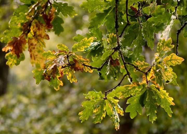 Trešdiena sāksies ar nokrišņiem, bet pēcpusdienā debesis skaidrosies
