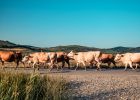 Attēls rakstam: Glāžšķūnī pa ceļu staigā govis 