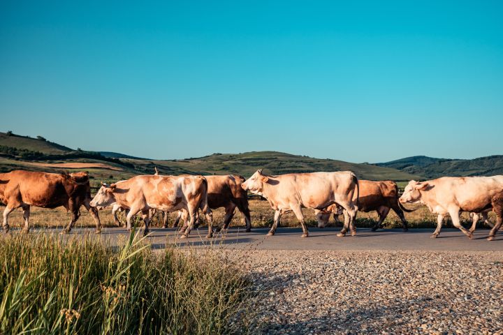 Glāžšķūnī pa ceļu staigā govis 