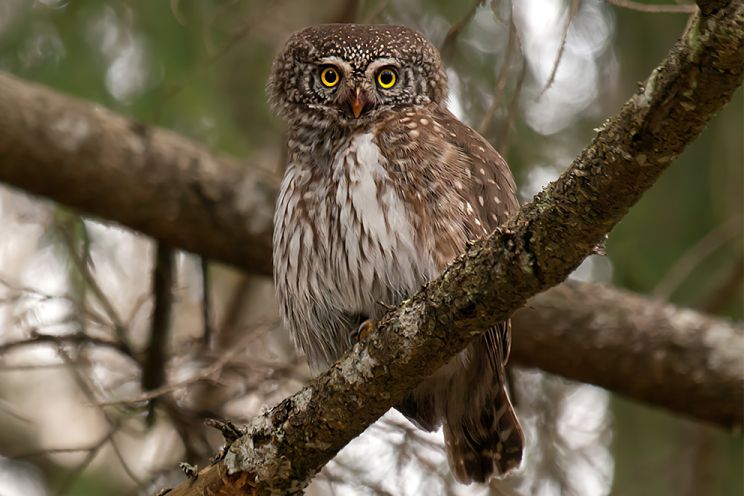 Attēls rakstam: Apodziņš izraudzīts par 2026. gada putnu, pievēršot uzmanību vecu mežu izzušanai