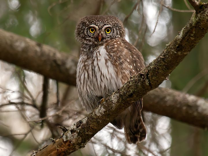 Apodziņš izraudzīts par 2026. gada putnu, pievēršot uzmanību vecu mežu izzušanai