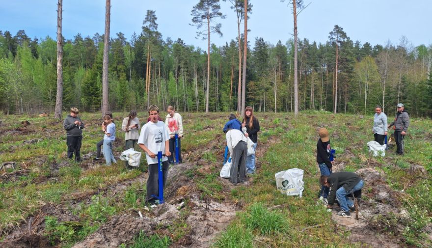 Jumpravā skolēni iestāda divus tūkstošus priedīšu