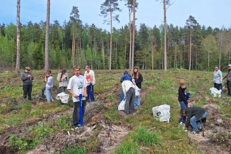 Attēls rakstam: Jumpravā skolēni iestāda divus tūkstošus priedīšu