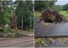 Attēls rakstam: Ogres novada pašvaldība plāno izsolīt augusta vētrā bojātos kokus