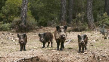 Attēls rakstam: Āfrikas cūku mēris pagājušajā nedēļā konstatēts 13 mežacūkām, tostarp vienai Ogres novadā