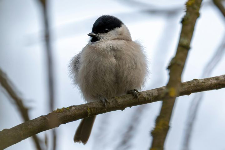 Ceturtdien gaidāms mākoņains un vējains laiks