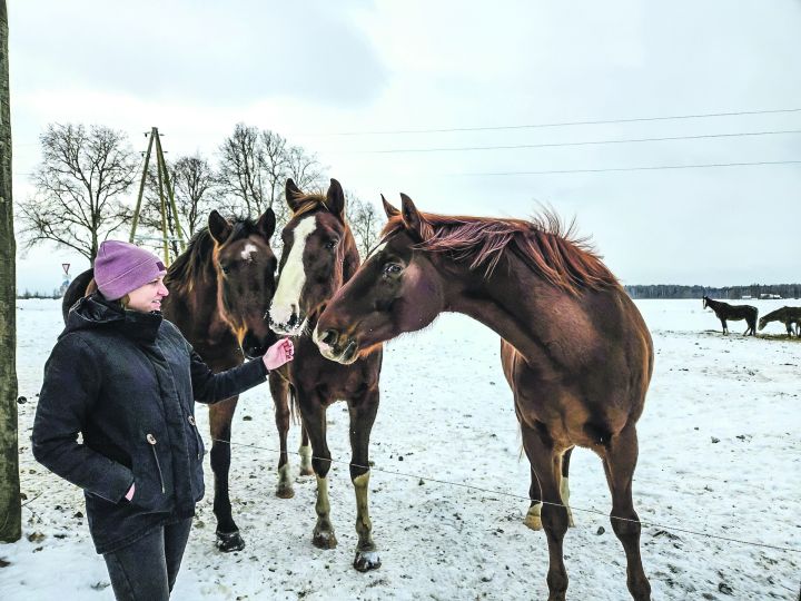 Pie Lielvārdes zirgiem Zirga gadā