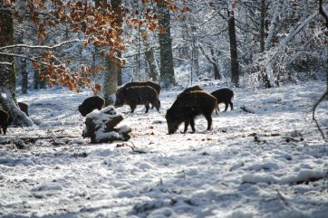 Attēls rakstam: Staltbriežu un mežacūku dzinējmedību sezona pagarināta līdz 15. februārim