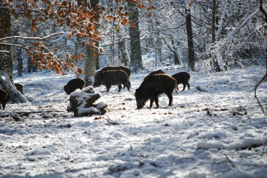 Staltbriežu un mežacūku dzinējmedību sezona pagarināta līdz 15. februārim