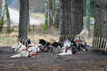 Attēls rakstam: No izglābtiem suņiem līdz kamanu sportam Ogrē 