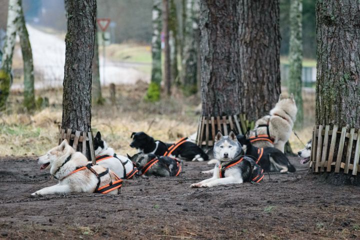 No izglābtiem suņiem līdz kamanu sportam Ogrē 
