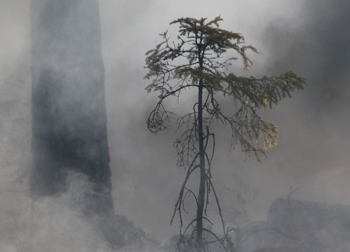 Tīnūžu pagastā dzēsts kūlas ugunsgrēks; Ikšķilē degoši zari rada piedūmojumu