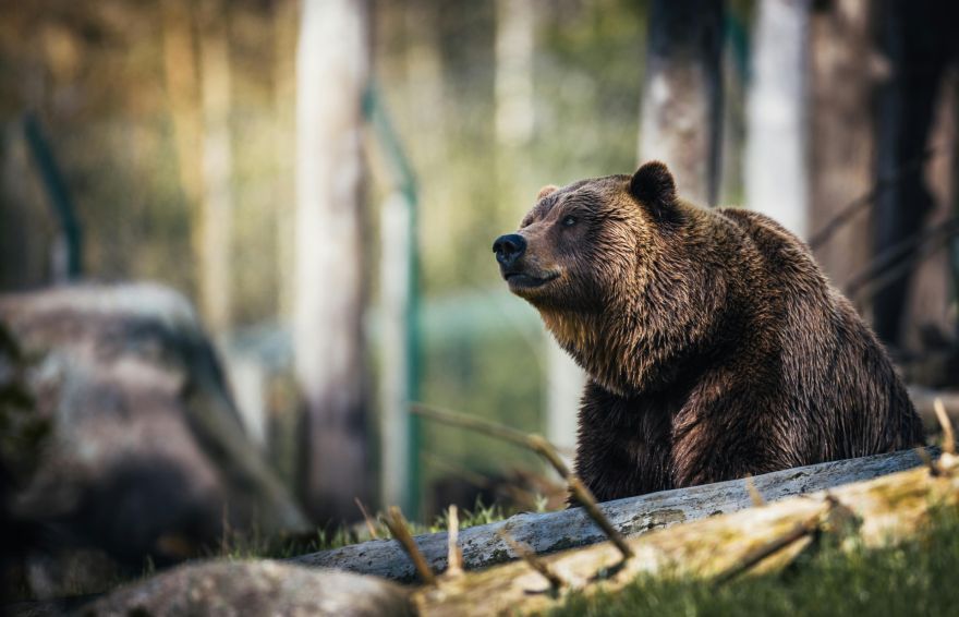 Eksperti aicina nepiebarot un nepievilināt lāčus