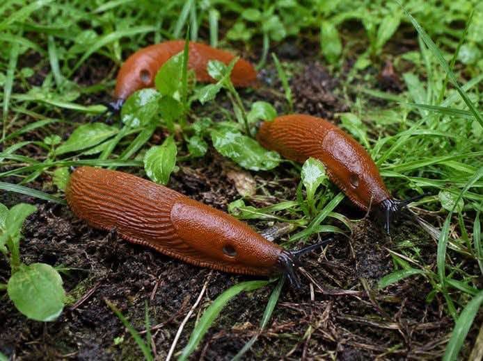 Spānijas kailgliemeži Ogres novadā: ko cīņā ar tiem dara pašvaldība, un kas jādara tev pašam?
