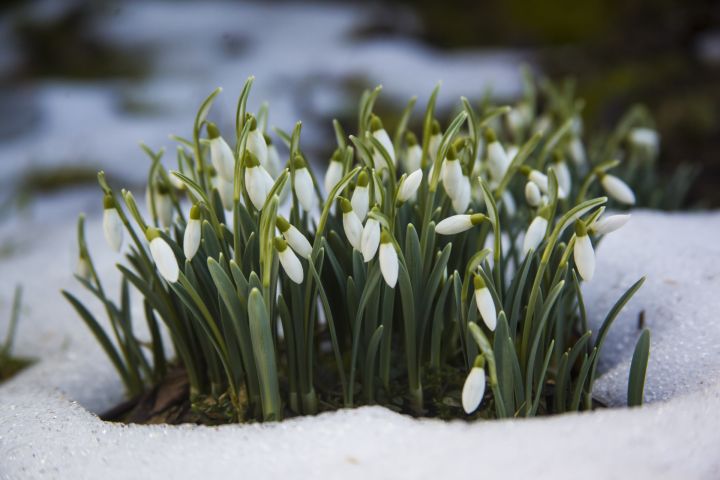 Aprīlis sāksies ar siltu laiku, bet nedēļas izskaņā iespējams pat sniegs