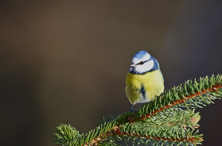 Nākamnedēļ gaidāms pavasarīgi silts laiks