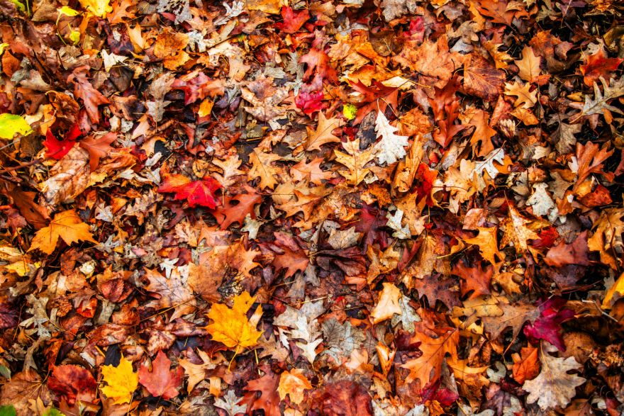 Ogres novadā līdz novembra beigām bez maksas varēs nodot rudens lapa