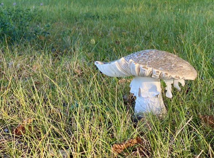 Ogrē atrasta reta un aizsargājama "dāma" – bārkstainā mušmire