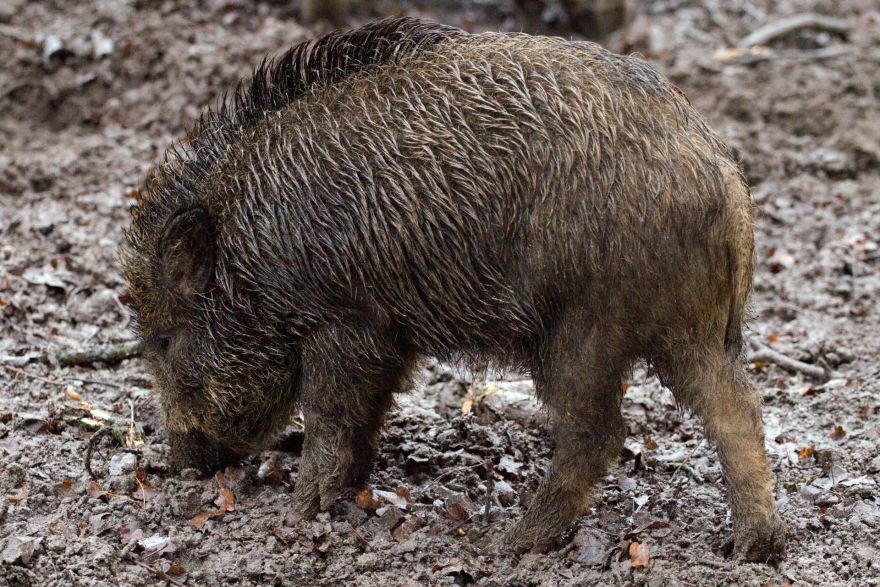 Āfrikas cūku mēris pagājušajā nedēļā konstatēts 78 mežacūkām, tostarp četrām Ogres novadā