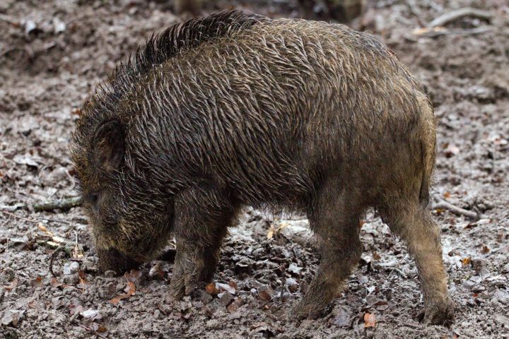 Āfrikas cūku mēris pagājušajā nedēļā konstatēts 78 mežacūkām, tostarp četrām Ogres novadā