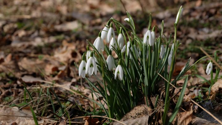 Gaisa temperatūra pirmdien var pakāpties līdz +16 grādiem, Ogrē līdz +14