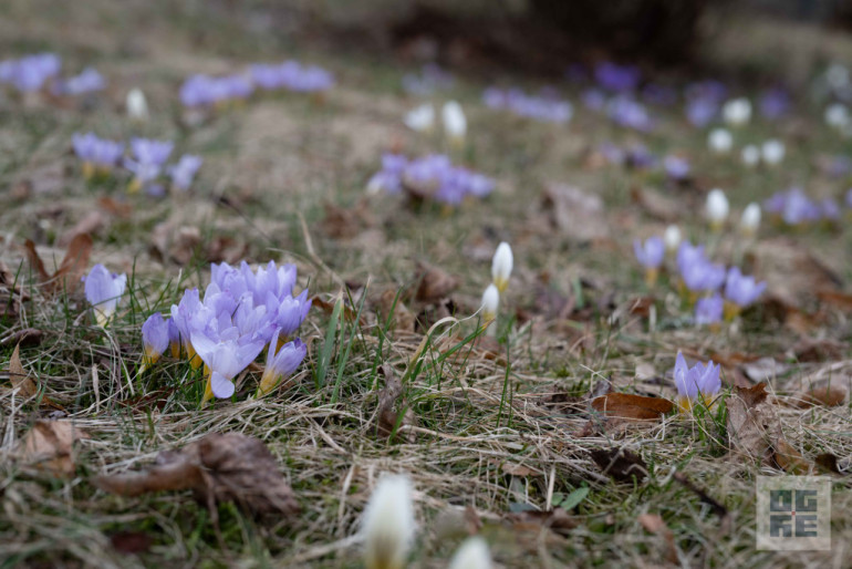 FOTO: Atceres pasākums pie Represēto piemiņas akmens Ogrē