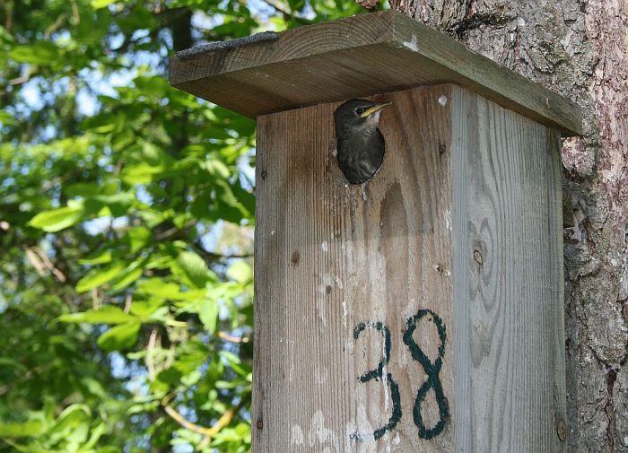  Kā izgatavot drošu būri mājas strazdam? Skaidro ornitologi