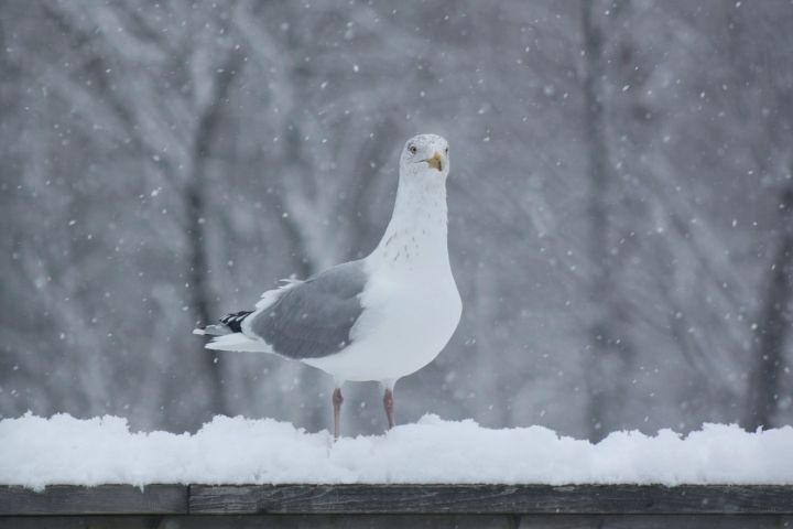 Tuvākajā nedēļā brīžiem snigs