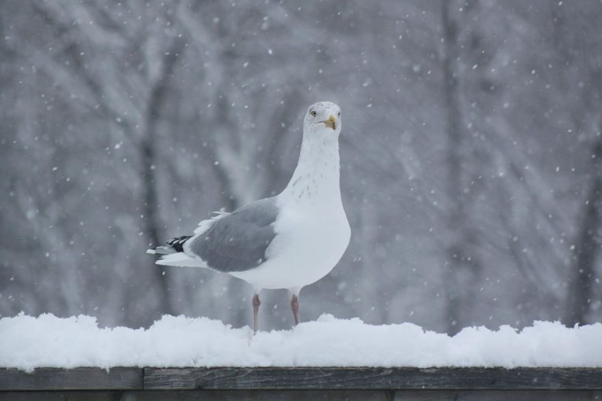 Tuvākajā nedēļā brīžiem snigs