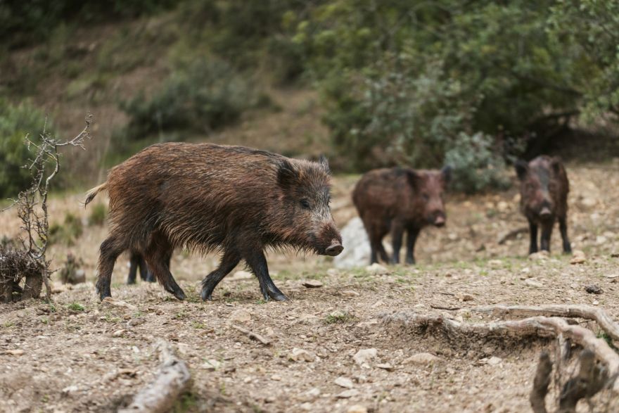 Āfrikas cūku mēris pagājušajā nedēļā konstatēts 66 mežacūkām, tostarp 9 Ogres novadā