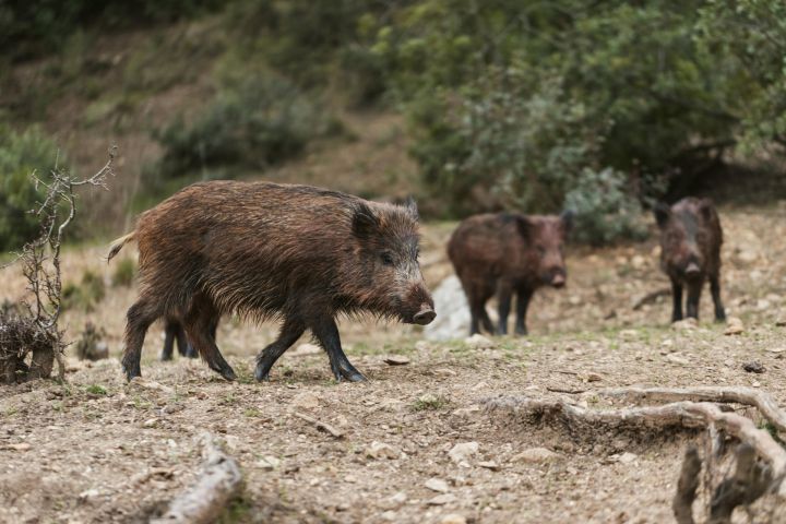 Āfrikas cūku mēris pagājušajā nedēļā konstatēts 66 mežacūkām, tostarp 9 Ogres novadā