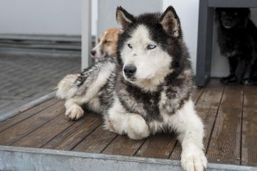 Attēls rakstam: Ogrē pie bērnudārza pieklīst haskijs