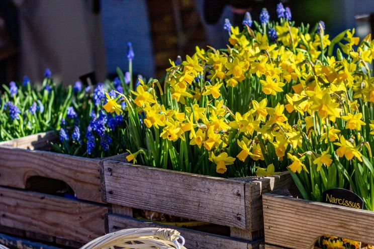 Attēls rakstam: Pavasara tirgus