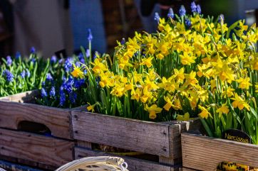 Attēls rakstam: Pavasara tirgus