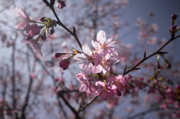 Piektdien gaisa temperatūra pakāpsies līdz +17 grādiem; vai būs arī lietus?
