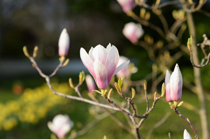 Tomes amatierteātra "Poga" izrāde "Dzelzs magnolijas"