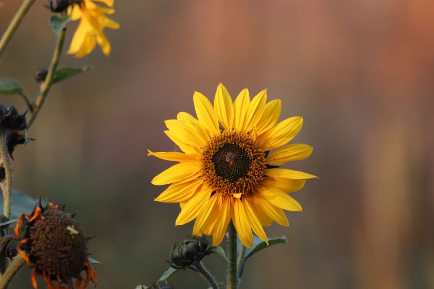 Ogrē šodien bez nokrišņiem - gaidāma saulaina diena