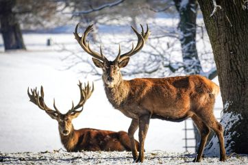 Attēls rakstam: Latvijā šajā dzinējmedību sezonā nomedīts 28 741 staltbriedis