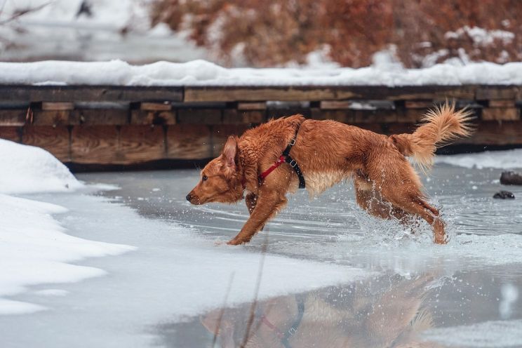 Attēls rakstam: Latvijā pastiprināsies atkusnis