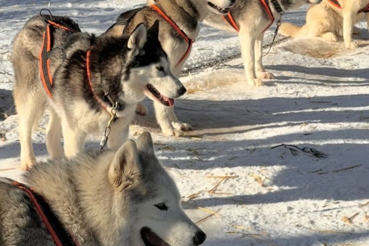 Attēls rakstam: Ogrēniete bauda unikālu ziemas piedzīvojumu, kas pieejams tikai divās vietās Latvijā, tostarp - Ogrē